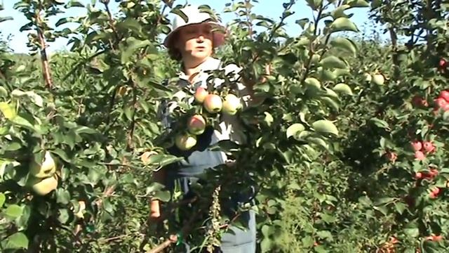 яблоня Горный синап смотреть онлайн