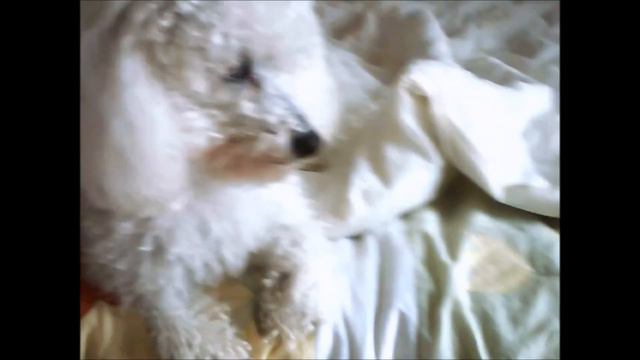 Couple de Bichon смотреть онлайн