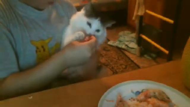 кошка дена любит есть криветки смотреть онлайн