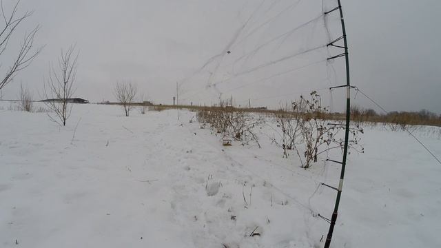 Ловля певчих птиц. Реполовы и всякая всячина. смотреть онлайн