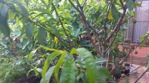 Обработка нектарина и персика от курчавости листьев