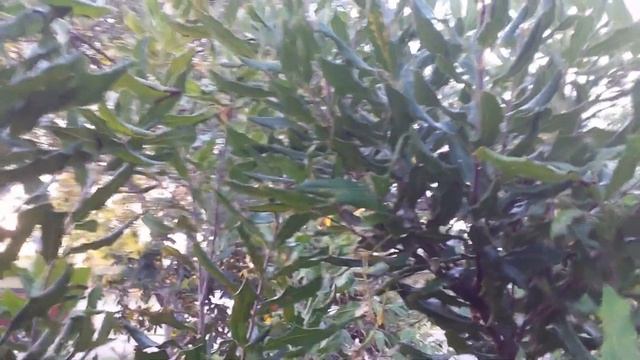 macadamia nut part 2 смотреть онлайн