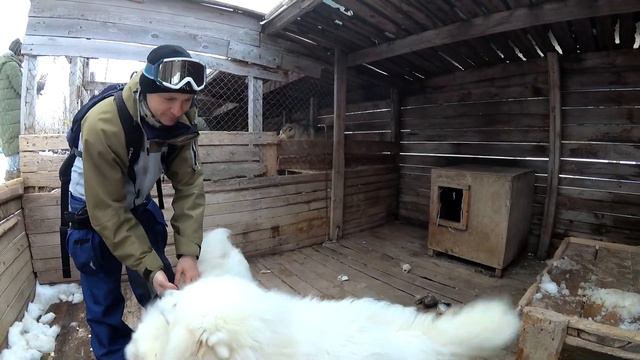 Снежные псы. Камчатка