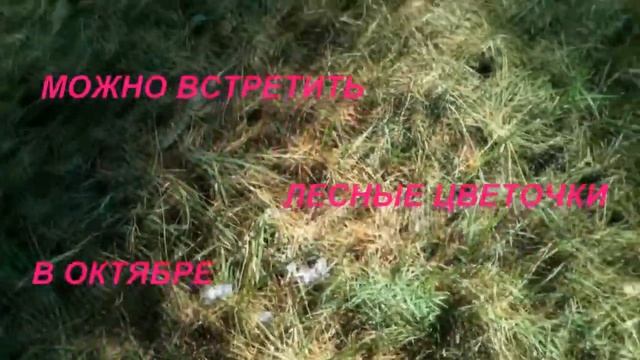 ОСЕННИЙ ЛЕС В ОКТЯБРЕ И КРАСИВАЯ МУЗЫКА ДЛЯ ВАС !!! смотреть онлайн