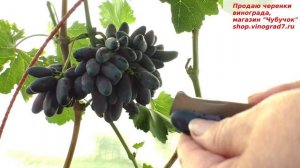 Виноград Днепровский сувенир. Наблюдаем за новинкой.