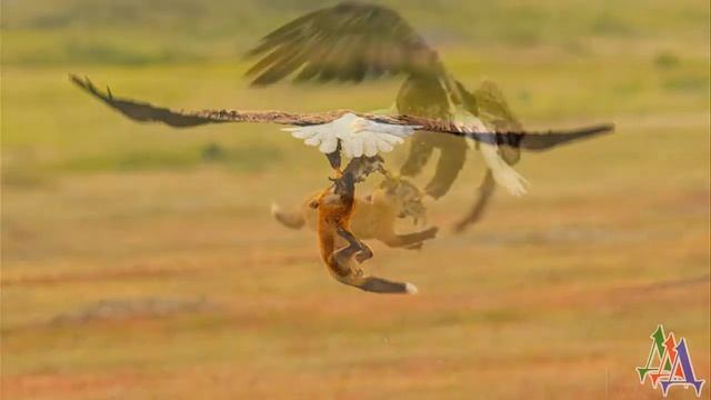 История как ОРЛАН УЧИЛ ЛИСИЦУ ЛЕТАТЬ смотреть онлайн