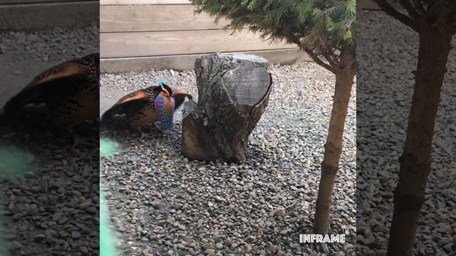 ТРАГОПАН КАБОТА, БУРОБРЮХИЙ ТРАГОПАН, TRAGOPAN CABOTI