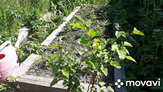 17.06.2020! Вейгела, обзор по саду!))) смотреть онлайн