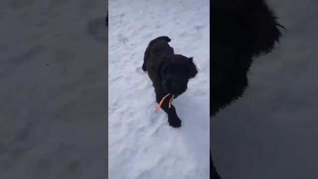 Э- помет С Озера Разлив 8 недель. смотреть онлайн