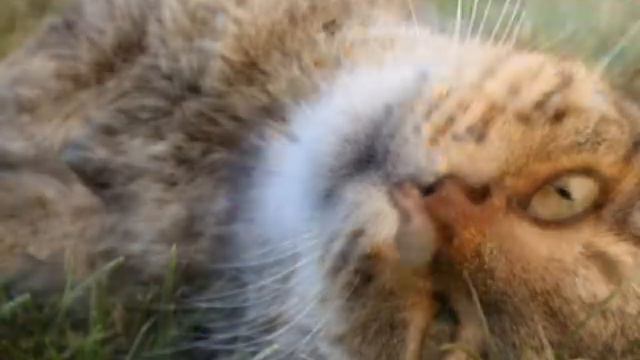 богатый внутренний мир.avi смотреть онлайн