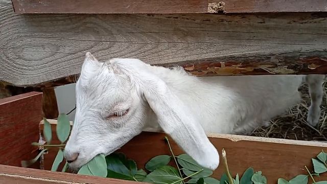 Купил нубийскую козачку. смотреть онлайн