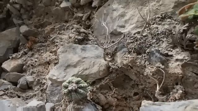Aztekium ritteri.MTS смотреть онлайн