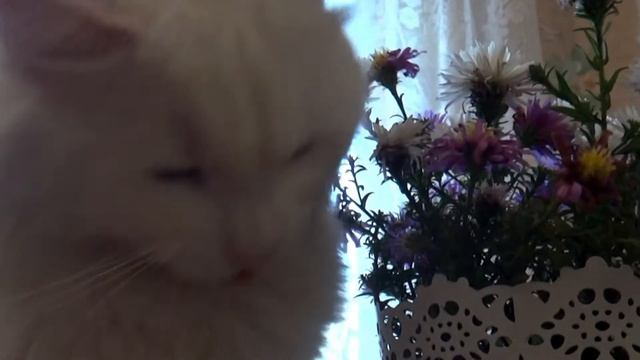 кот ест цветы смотреть онлайн