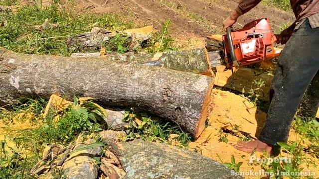 The Surprising Texture of Abandoned Jackfruit Wood, Husqivarna 395Xp смотреть онлайн