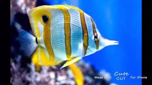 Самые красивые морские рыбы