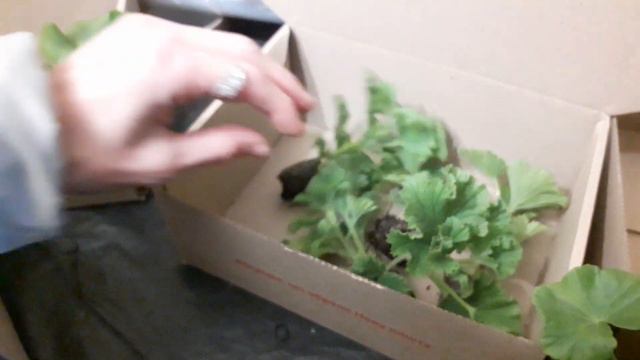 Королевские, зональные, ампельные черенки и, конечно🥰 фуксии🌱 смотреть онлайн