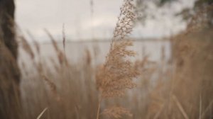 1106520_1080p_Detail_1280x720