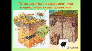 Копать или не копать подробно секреты Плодородие почвы. Когда сажать сидераты  нельзя перекапывать.