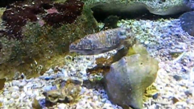 The Wonderful Fish of Sydney Aquarium Part 2 смотреть онлайн