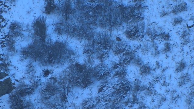 Wild boars, Дикие кабаны смотреть онлайн