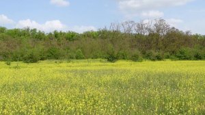 Красивые цветущие луга и поля. Пение жаворонка