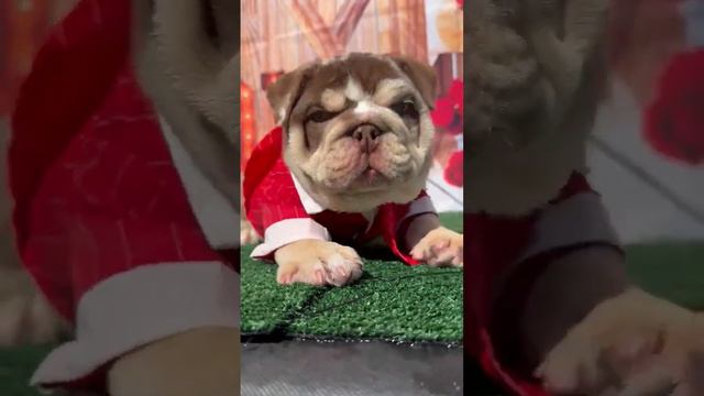 chocolate tri English bulldog akc reg смотреть онлайн