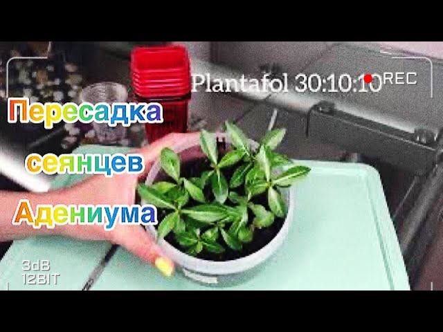 Адениум. Пересадка сеянцев адениума смотреть онлайн