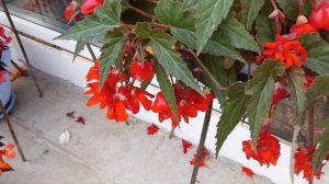 Полив бегоний!Как это делаю я.