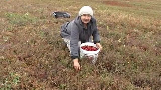 Сбор клюквы смотреть онлайн
