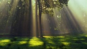 Дерево Любви. Виталий и Наталья Соколовы.