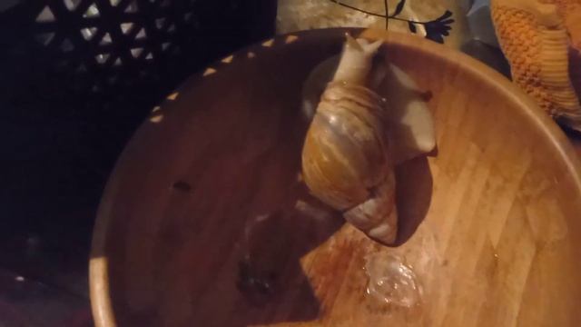 Пришел долгожданный подарок !Заказали велосипед/домашний вложик смотреть онлайн