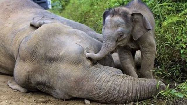 Savanna - 1st - BV, AV, TE смотреть онлайн