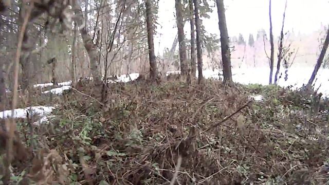 Тайга респ. Коми- красота природы смотреть онлайн