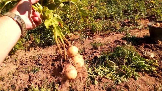 Урожай картошки небывалый(для нас). смотреть онлайн