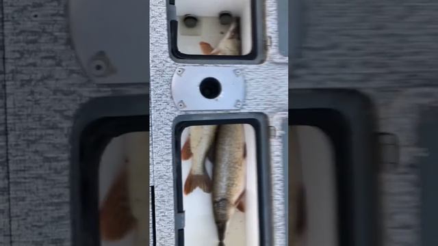 Настроение #весна РЫБАЛКА АСТРАХАНЬ уже снится! Рыболовные базы встречают гостей! #fishing #bigfish