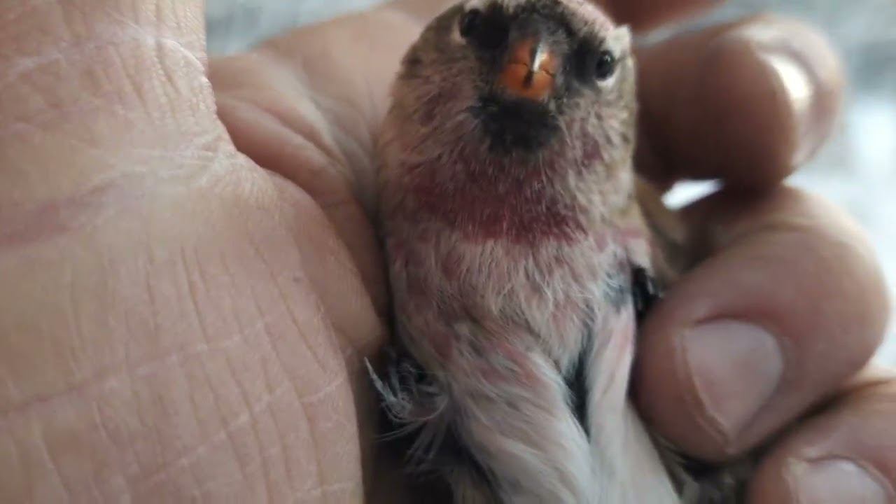 Ловля клестов 17.11.2022 год. смотреть онлайн