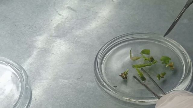 [133] Плановая пересадка для целей органогенеза, каллусогенеза и эмбриогенеза смотреть онлайн