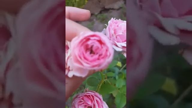 роза Помпонелла смотреть онлайн