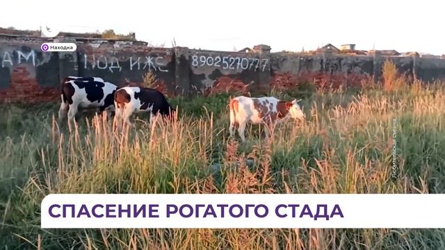 Жители Находки рассказали, как во время тайфуна спасали коров, которых смыло в море смотреть онлайн