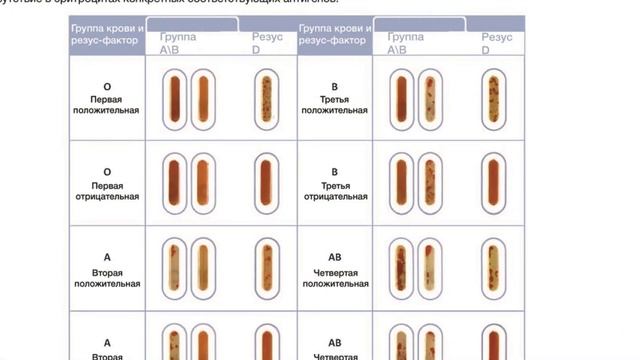 ГРУППА КРОВИ | Почему у людей разные группы крови и на что это влияет смотреть онлайн