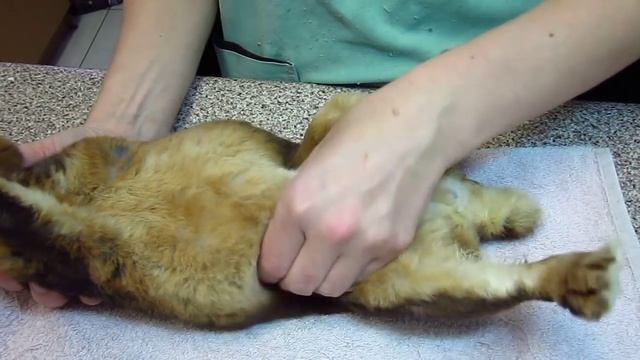 Определение беременности у крольчихи смотреть онлайн