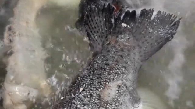 !!!НЕВЕРОЯНО ВКУСНЫЙ РЫБНЫЙ СУП-ПЮРЕ!!! смотреть онлайн