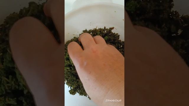 ФЕРМЕНТИРОВАННЫЙ ЧАЙ В ДОМАШНИХ УСЛОВИЯХ. смотреть онлайн