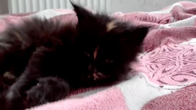 мейнкун смотреть онлайн