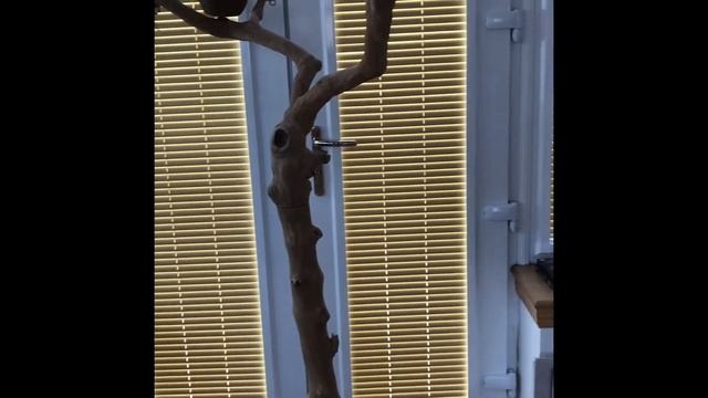Showing you our Java tree! смотреть онлайн