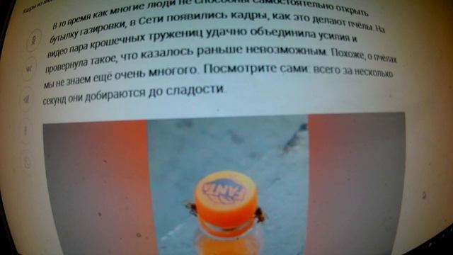 Две пчелы с лёгкостью открутили крышку от газировки, и в Сети не знают, как реагировать на это виде смотреть онлайн