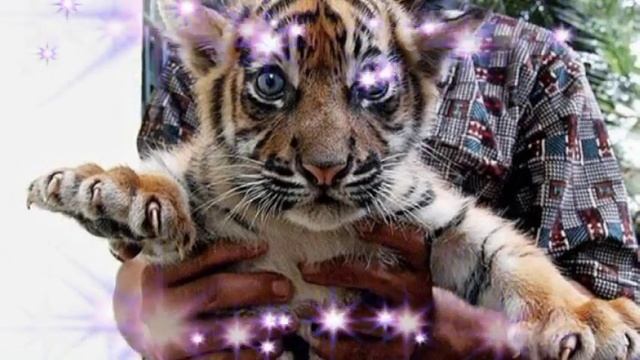 Тигренок муз А.Ермолова Видеоряд Абросимова Л.И. смотреть онлайн