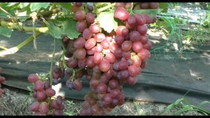 Виноград 2023. Огненный - действительно огонь