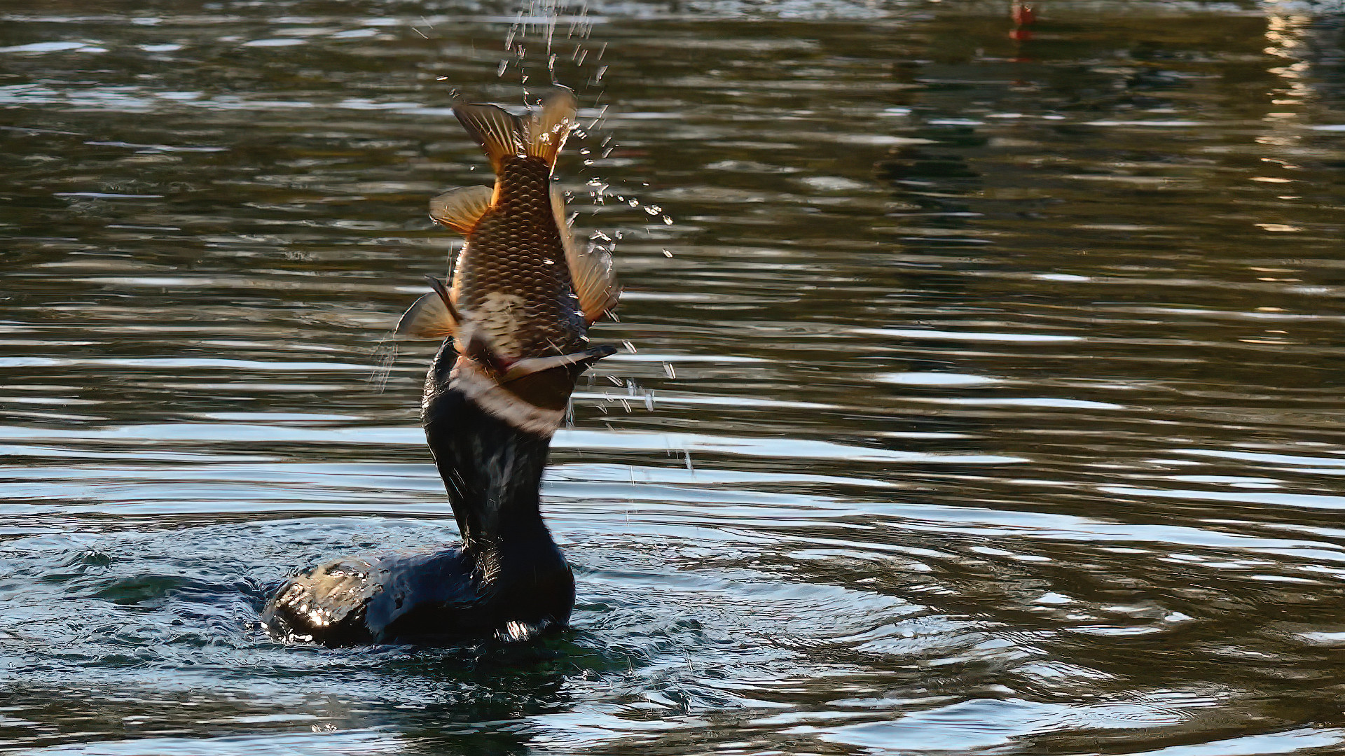 Баклан Яшка поймал рыбку.. смотреть онлайн