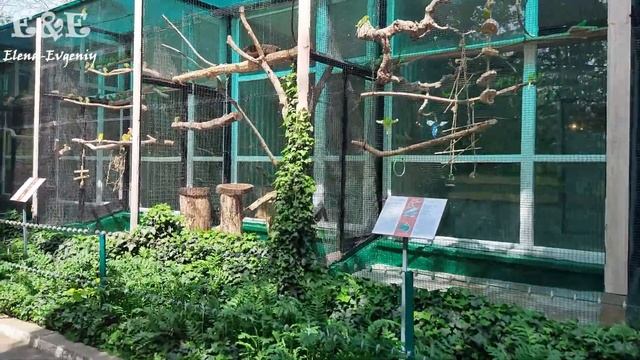 Кишиневский Зоопарк - 1часть/Пеликаны, павлины, верблюды, змеи, попугаи, обезьяны, зебры, хрюшки/ЗО смотреть онлайн